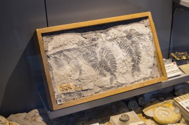 Münih, Almanya - 27 Kasım 2018: Sergileyen eski fosiller, flora ve fauna Münih Anthropological Müzesi. 