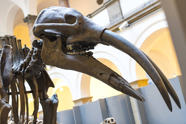 MUNICH, GERMANY - NOVEMBER 27, 2018 : Exhibits of ancient fossils of the flora and fauna of the Munich Anthropological Museum. 