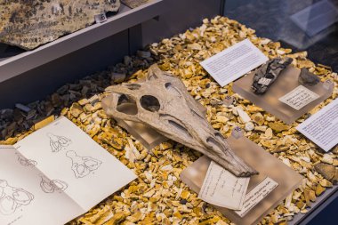 Münih, Almanya - 27 Kasım 2018: Sergileyen eski fosiller, flora ve fauna Münih Anthropological Müzesi. 