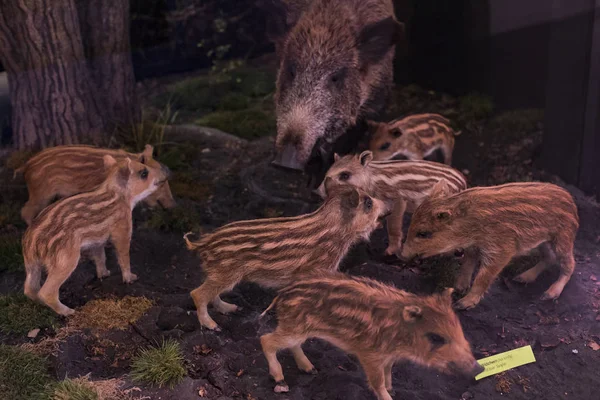 Monaco Germania Novembre 2018 Esposizione Della Storia Degli Animali Delle — Foto Stock