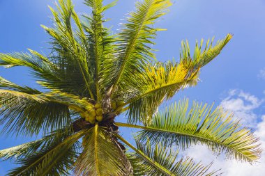 Hindistan cevizi hindistan cevizi hurma yakın çekim vuruşta olgunlaşma 