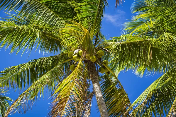 Rijping Van Kokosnoten Coconut Palm Close Shot — Stockfoto