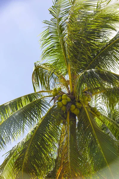 Cocos Maduración Palma Coco Tiro Cerca — Foto de Stock