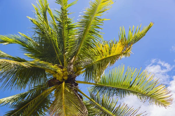 ココナッツ椰子のクローズ アップ ショットを登 — ストック写真