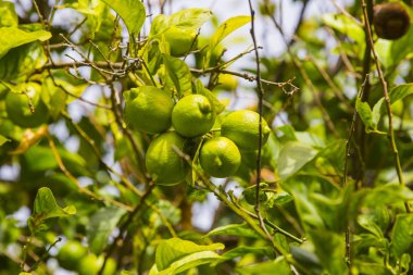 Narenciye portakal ağacı dalları closeup çekim meyveleri.