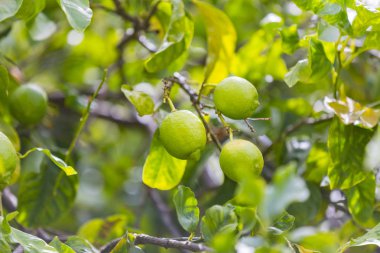Narenciye portakal ağacı dalları closeup çekim meyveleri.