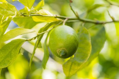 Narenciye portakal ağacı dalları closeup çekim meyveleri.