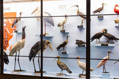 3 Eylül 2018, Viyana, Avusturya: Doğal Tarih Müzesi oluşturur pelüş hayvanlar, balık, memeli kuşlar ve sürüngenler. 