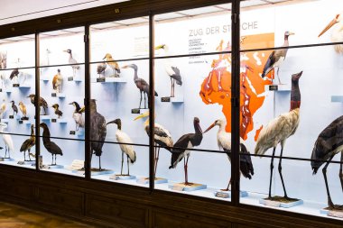 3 Eylül 2018, Viyana, Avusturya: Doğal Tarih Müzesi oluşturur pelüş hayvanlar, balık, memeli kuşlar ve sürüngenler. 