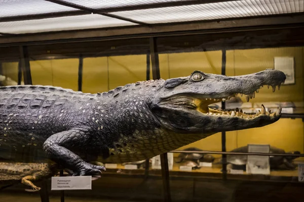 Září 2018 Vídeň Rakousko Museum Natural History Skládá Vycpaných Zvířat — Stock fotografie