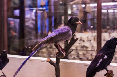 3 Eylül 2018, Viyana, Avusturya: Doğal Tarih Müzesi oluşturur pelüş hayvanlar, balık, memeli kuşlar ve sürüngenler. 