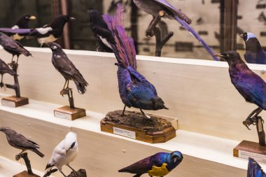 3 Eylül 2018, Viyana, Avusturya: Doğal Tarih Müzesi oluşturur pelüş hayvanlar, balık, memeli kuşlar ve sürüngenler. 