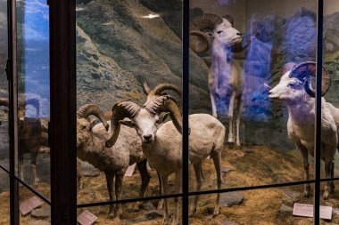 3 Eylül 2018, Viyana, Avusturya: Doğal Tarih Müzesi oluşturur pelüş hayvanlar, balık, memeli kuşlar ve sürüngenler. 