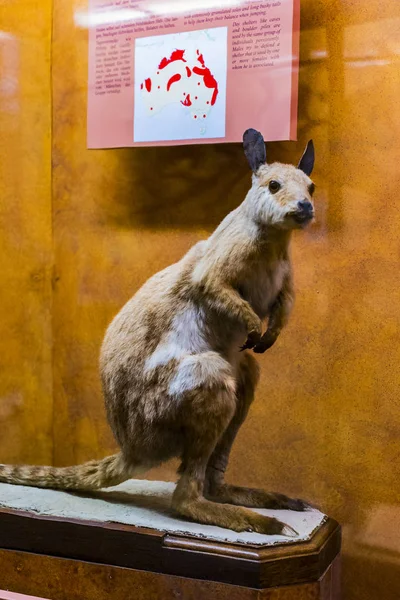 Septiembre 2018 Viena Austria Museo Historia Natural Compone Animales Peluche —  Fotos de Stock