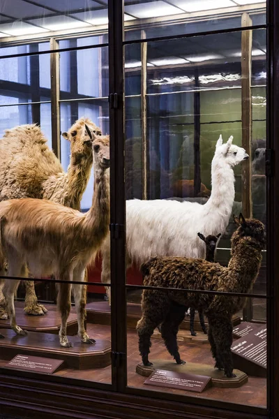 Září 2018 Vídeň Rakousko Museum Natural History Skládá Vycpaných Zvířat — Stock fotografie