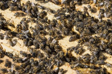 Arı kovanı yakın çekim yaz aylarında bir arı kovanı vurulur 