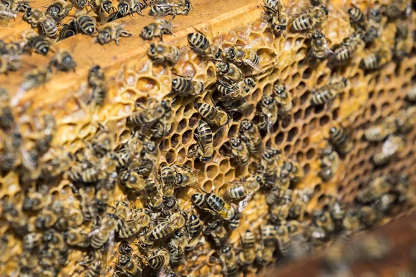 養蜂場蜂蜜を収集 します — ストック写真