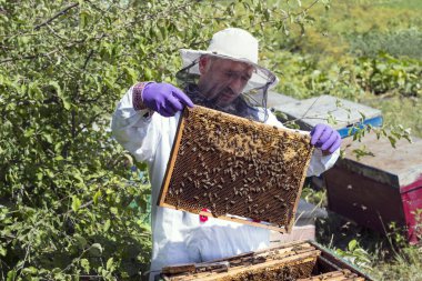 Bir adam bir arı kovanı arı bal toplama İnşaat 