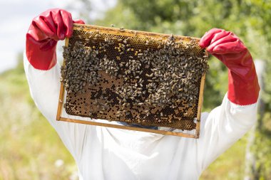 Bir adam bir arı kovanı arı bal toplama İnşaat 