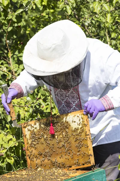 Człowiek Działa Pasiece Zbieranie Miodu Pszczoła — Zdjęcie stockowe