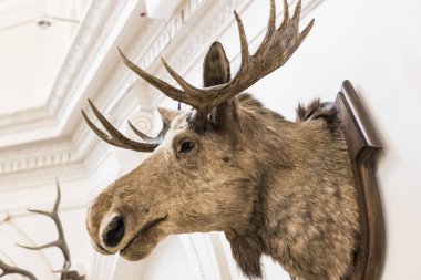 MUNİK, Almanya - 24 Kasım 2018 Hayvanların, boynuzların ve balık avlama araçlarının tarihinin sergilenmesi bir avcılık ve balıkçılık müzesidir.. 