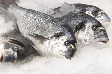 Limandaki markette deniz ürünleri satılıyor..