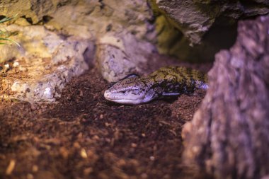 Kertenkele çalıların arka planına yakın çekim yapmakla meşgul.