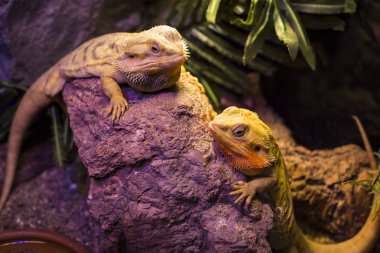 Kertenkele çalıların arka planına yakın çekim yapmakla meşgul.