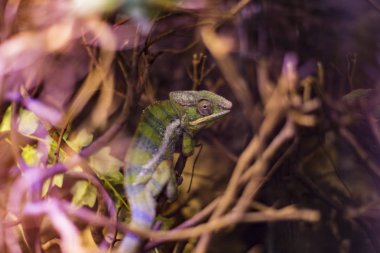 Kertenkele çalıların arka planına yakın çekim yapmakla meşgul.