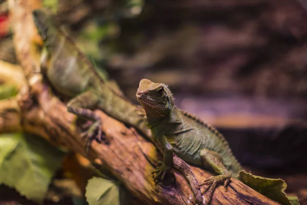 Lagarto Está Ocupado Closeup Fundo Dos Arbustos — Fotografia de Stock