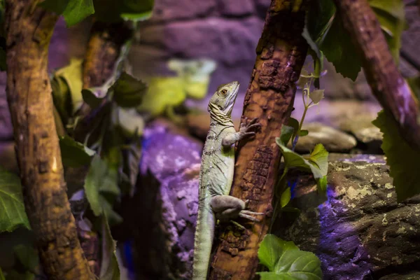 Lagarto Está Ocupado Closeup Fundo Dos Arbustos — Fotografia de Stock