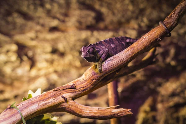 Lagarto Está Ocupado Closeup Fundo Dos Arbustos — Fotografia de Stock