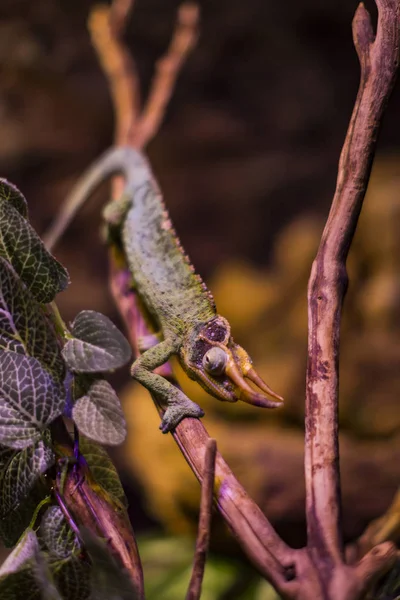 Lizard Busy Closeup Background Bushes — Stock Photo, Image