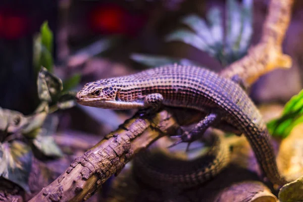 Lizard Busy Closeup Background Bushes — Stock Photo, Image