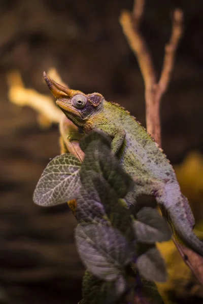 Lagarto Está Ocupado Primer Plano Fondo Los Arbustos — Foto de Stock