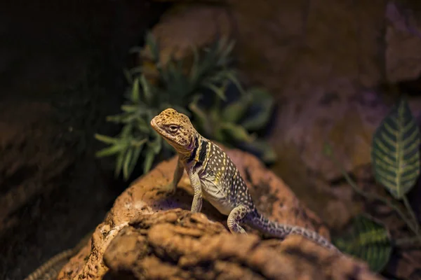 Lizard Busy Closeup Background Bushes — Stock Photo, Image