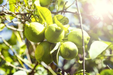 Narenciye portakal ağacı dalları closeup çekim meyveleri.