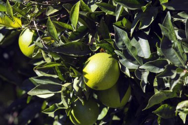 Narenciye portakal ağacı dalları closeup çekim meyveleri.