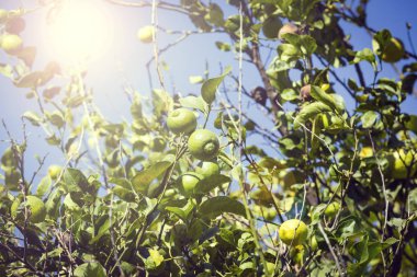 Narenciye portakal ağacı dalları closeup çekim meyveleri.