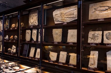 3 Eylül 2018, Viyana, AUSTRIA: Doğal Tarih Müzesi fosil dinozor sürüngenlerinin antropolojik koleksiyonunu oluşturur