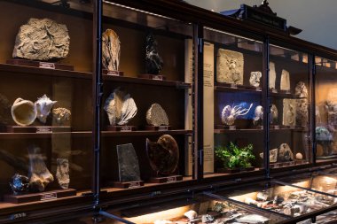 3 Eylül 2018, Viyana, AUSTRIA: Doğal Tarih Müzesi fosil dinozor sürüngenlerinin antropolojik koleksiyonunu oluşturur