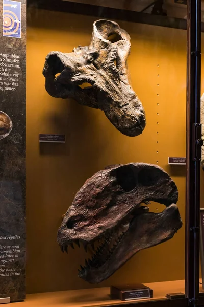 Septiembre 2018 Viena Austria Museo Historia Natural Compone Una Colección — Foto de Stock