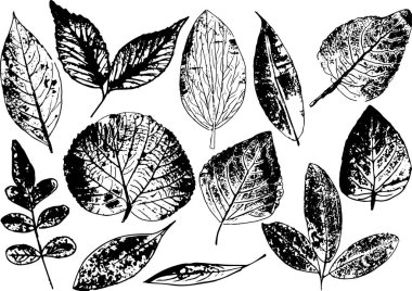 Vektör dalları ve yaprakları. Elle çizilmiş çiçek öğeleri. Vintage tek renkli botanik illüstrasyon. Beyaz bir arka plan üzerinde siyah yaprak damgası.