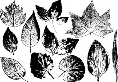 Vektör dalları ve yaprakları. Elle çizilmiş çiçek öğeleri. Vintage tek renkli botanik illüstrasyon. Beyaz bir arka plan üzerinde siyah yaprak damgası.