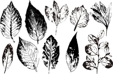 Vektör dalları ve yaprakları. Elle çizilmiş çiçek öğeleri. Vintage tek renkli botanik illüstrasyon. Beyaz bir arka plan üzerinde siyah yaprak damgası.