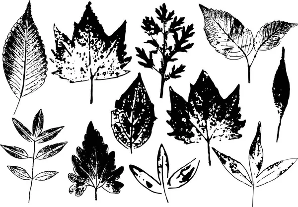 Vector ramas y hojas. Elementos florales dibujados a mano. Ilustración botánica monocromática vintage. Sello de hojas negras sobre fondo blanco . — Archivo Imágenes Vectoriales