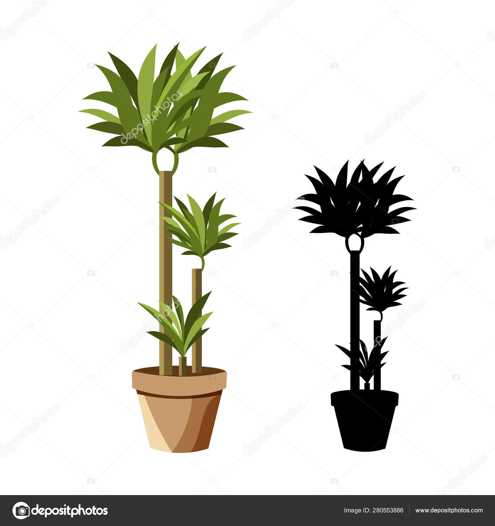 Tropical Plant For Interior Decor Of Home Or Office Stock