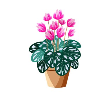 Beyaz izole kapalı ve açık peyzaj bahçe saksı bitkileri.