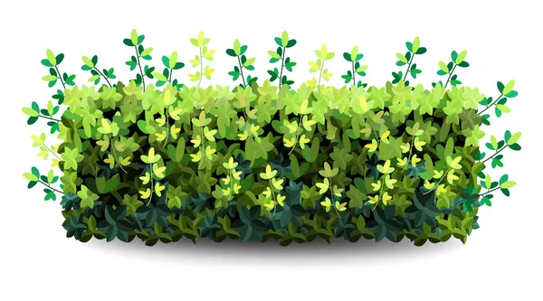 Garden bush. Green garden vegetation bushes icon. — Stock Photo, Image