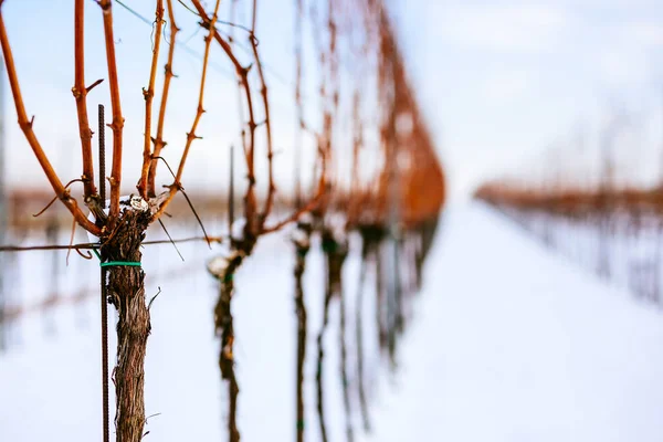 Закрыть Вид Сорт Винограда Заснеженном Винограднике — стоковое фото
